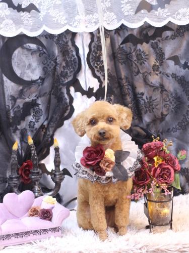 20231015リッチくん